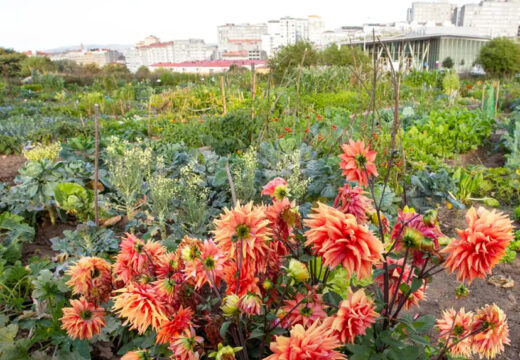 O Concello acomete un plan de mellora integral das hortas urbanas e abrirá un novo prazo de solicitude de parcelas